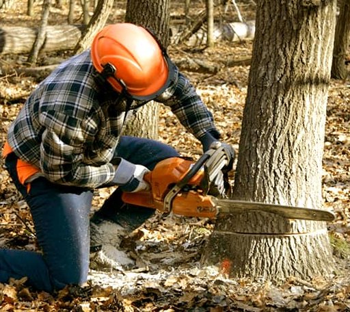 Arborist assessing tree health in Arizona